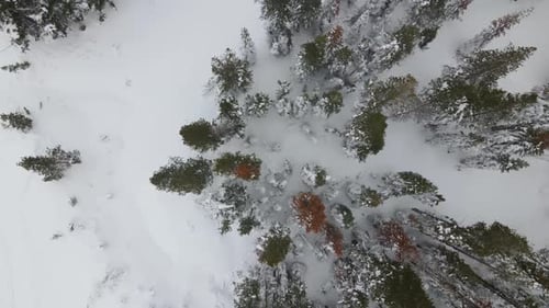4K Topdown Drone Shot of Gondola and Trees