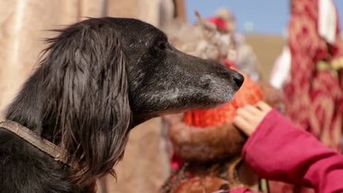 Closeup Taigan breed of dog
