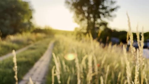 Fresh Green Grass Footage Ears of Rice in the Light of Dusk Gusty Wind Plays with Green Grass