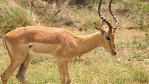 Pan right with male spiral horn Impala as it walks on African savanna