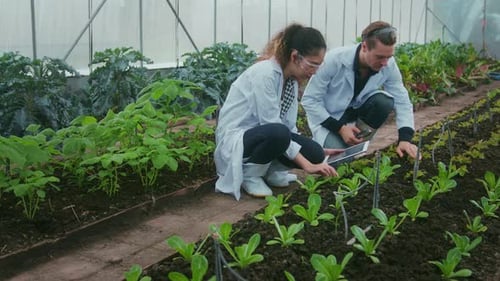 Scientists Examining Crops in Greenhouse with Tablet