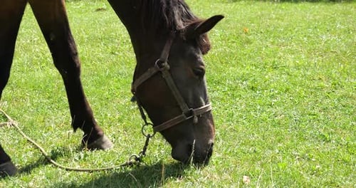 Un caballo come hierba en una pradera del campo.