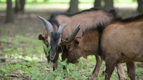 Goats with Long Beards and Curved Horns Grazing in a Forest Surrounded By Trees and Fallen Leaves