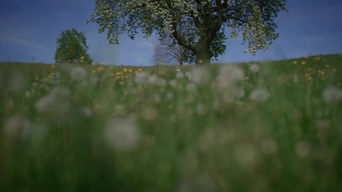 Spring Flowers Blooming in Floral Scenery Landscape Outdoors