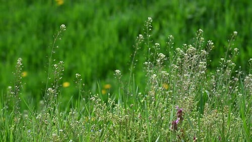 Grass and flowers abstract background spring and wind in Europe