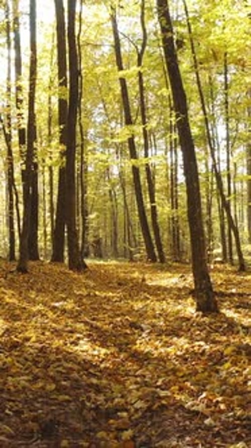 Autumn Forest Path with Golden Sunlight
