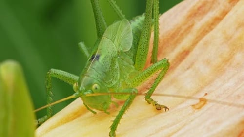 Close Up Of A Green Grasshopper (Omocestus Viridulus) On Flower Petal Outdoor.