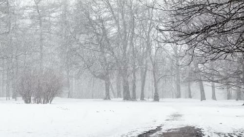 Heavy Snow in the Wood Large Flakes of Snow Wild Park Winter Trees the Massif From a Trunk of Trees