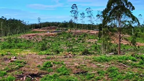 POV shot from the train from Ella to Kandy of forest with cut trees during the day