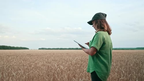 Woman Agronomist Works in Ripe Wheat Field with Digital Tablet Checking Integrity of Ears Growth