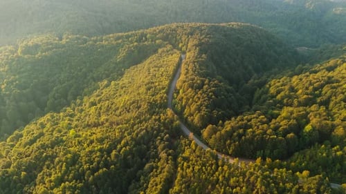 Goldene Stunde im herbstlichen Wald und auf der Straße