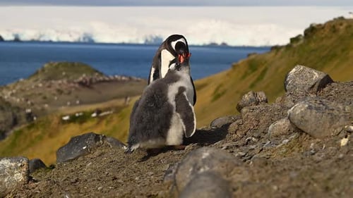Gentoo Penguin Feeding Chick in Antarctica Landscape