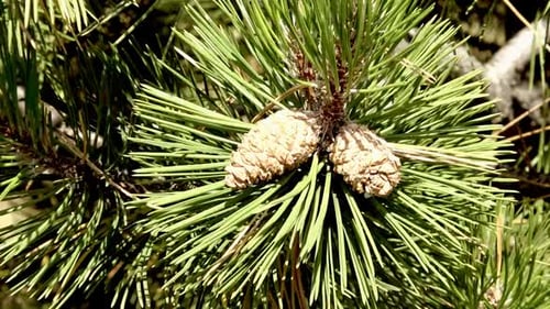 Single pine-cone, gently swinging on mild wind. Close up.