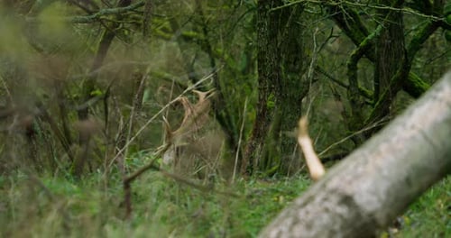 Fallow Deer with Large Antlers Feeding, Hidden in Woods and Tall Grass