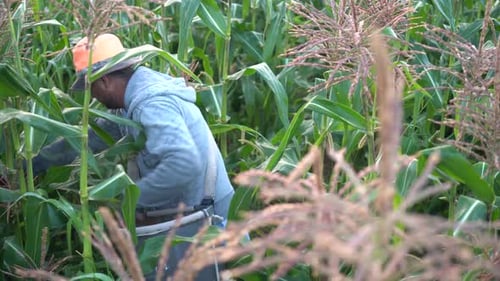 Farmer Working in a Cornfield During the Day