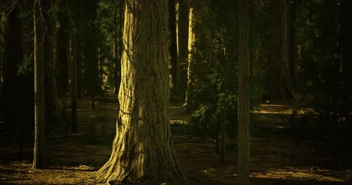 La lumière du soleil filtre à travers la forêt, créant une atmosphère paisible