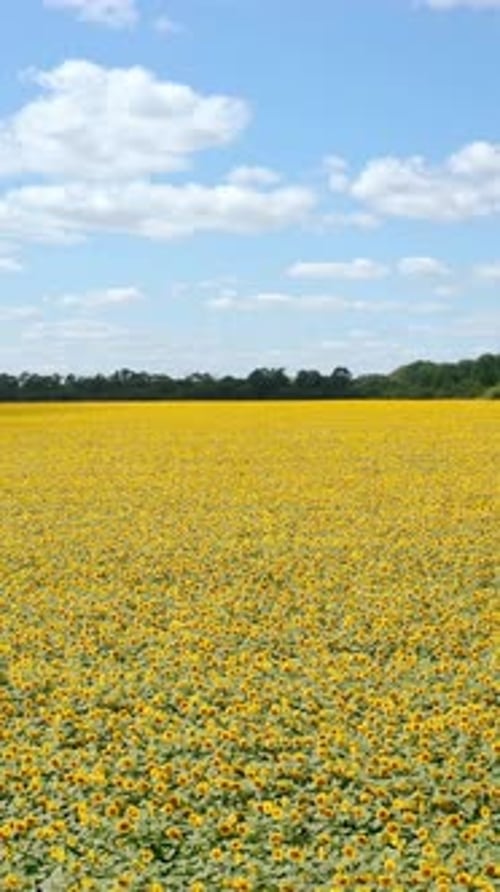 Agriculture naturelle en été. Champ jaune de tournesols en fleurs par une journée ensoleillée
.