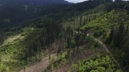 Aerial Drone Flight Over a Mountain Logging Road and Managed Timber Forest