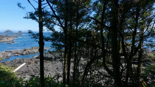 Trees and Rugged Rocks on a Rocky Shore on the West Coast of Pacific Ocean