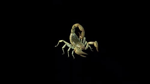 Scorpion Walk 2