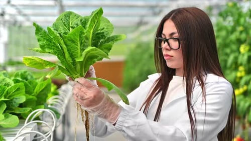 Laboratory technician in a white coat, analysing lettuce grown with the Hydroponic method in a green