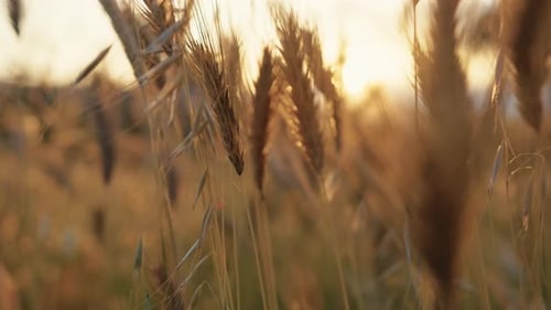 Golden Wheat Field at Sunset