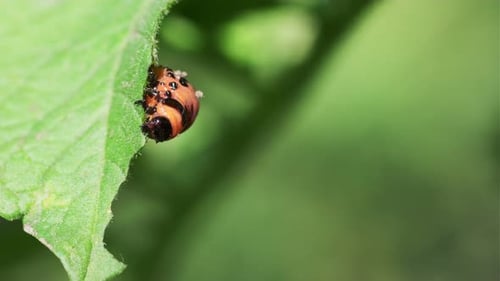 Colorado Potato Beetle Larva on Green Leaf in Sunlight