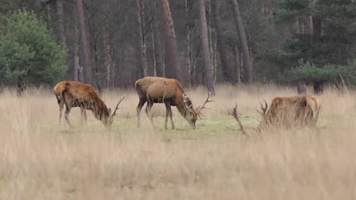 Drei männliche Rothirsche mit großem Geweih grasen am Waldrand