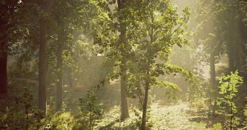 Lush Forest Landscape Illuminated By Sunlight During Early Morning Hours