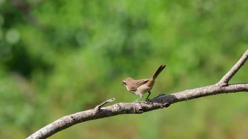 Seen on a branch during a sunny afternoon, moves its body forward and flies down to catch its prey;