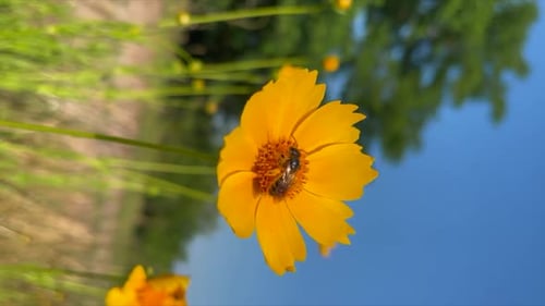 Honeybee Collects Pollen from a Yellow Wildflower