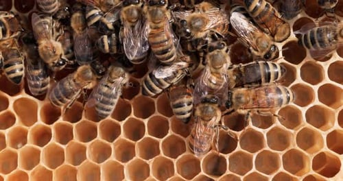Honey Bees working on honeycomb close-up shot. Bees are best known to humans for their ecological