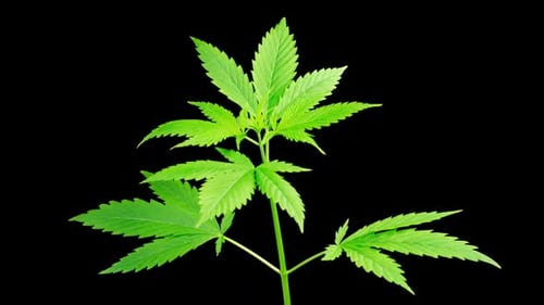Marijuana Plant Growing