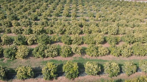 Citrus orchard