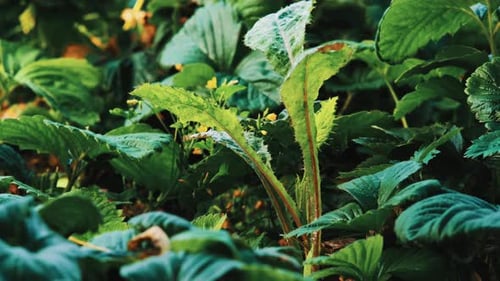 Morning rain falls on dandelion leaves Slow motion