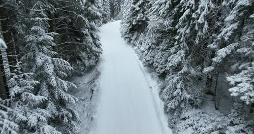 Aerial Drone View of the Road in Idyllic Winter Landscape Nature in a Dense Forest with Fresh Snow