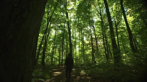 Wide angle view of woman walking through the forest at a leisurely pace