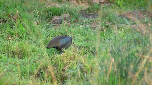 Ibis Hadada se nourrissant dans l'herbe