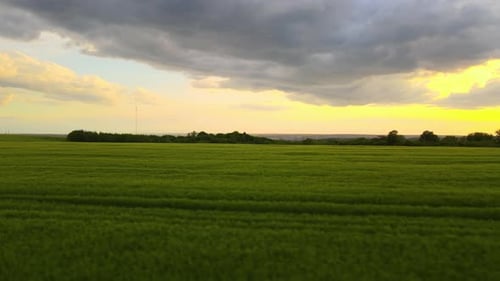 Aerial Landscape View of Green Cultivated Agricultural Fields with Growing Crops on Bright Summer