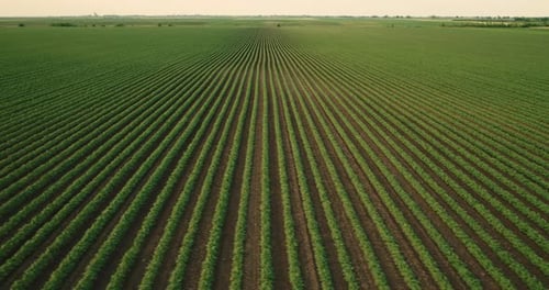 An aerial shot of soybean field ripening at spring season, agricultural landscape