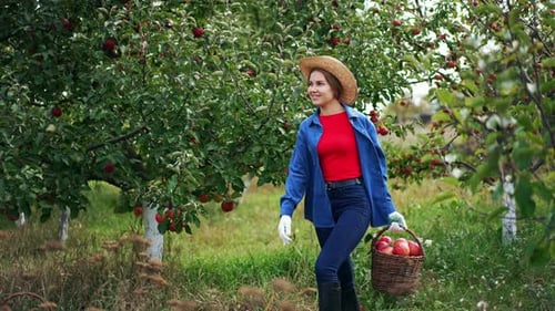 Woman Harvesting Apples in Orchard
