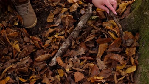 A Woman is Looking for Mushrooms in the Autumn Forest with a Stick