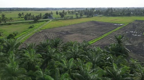 Orbit rotating view oil palm near harvested paddy field