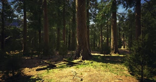 Sunlight Filters Through Tall Trees in a Peaceful Forest Landscape