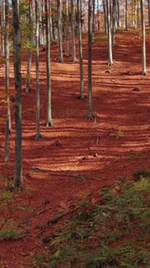 Voler à travers une forêt automnale lumineuse