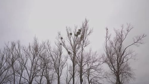 Arbres asphyxiés par le parasite du gui. Le gui (Viscum) est un genre d'arbuste semi-parasite