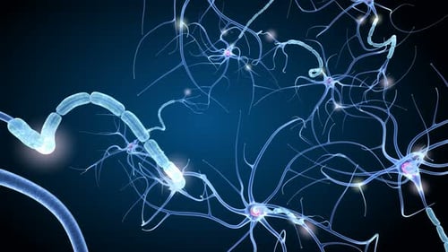 Nerve cell anatomy in details. 3D animation