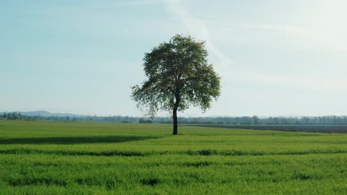 Drone shot of slowly flying around a lonely tree in the middle of a green meadow.