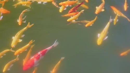 Bunter Hintergrund von Koi-Fischen Schöner bunter Hintergrund von Koi