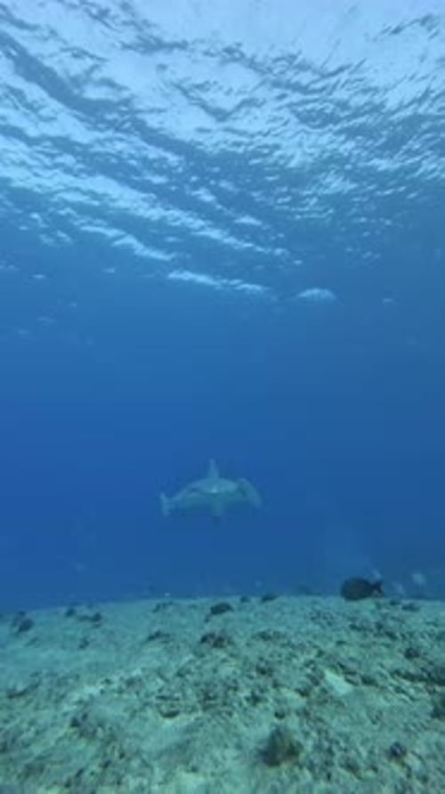 Hammerhead Shark Swimming over Ocean Reef